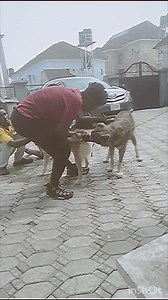 1.2M views · 5.6K reactions | Dog | Aboki 4 Christ TV | Facebook