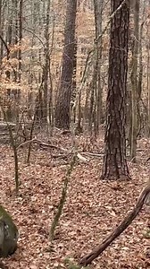 Check out this video sent to us by Brandon Williams of a coyote trying his best to take down an adult doe on Clybel WMA in Georgia. Crazy stuff! | Georgia Afield