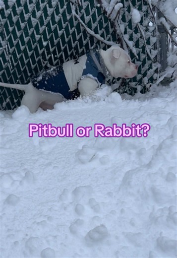 Pitbull or Rabbit?! Just in case you were wondering what the Blizzard of ‘26 looks like in Philly for very short pitbulls… here you go.