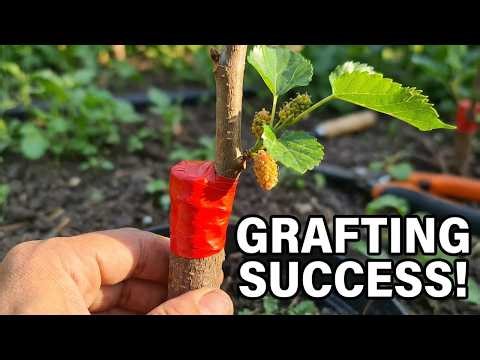 Прививка Дерева прикладным методом