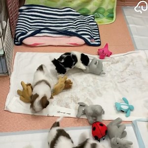 78K views · 13K reactions | Cutest Puppies Ever ❤ | DoggieBuzz | Facebook