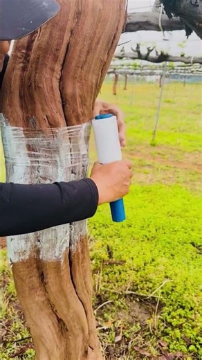 How Grapevines Are Protected from Pests A Simple and Working Method