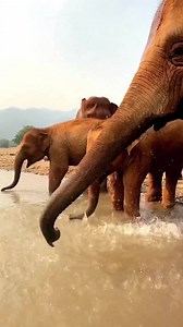 8.6K views · 1.4K reactions | Family bath time!  Chaba and Pyi Mai spending time at the river with their mothers Kham Moon and BunMa. One big happy family living in sanctuary together. ♥️ Thank you Lek Chailert for this wonderful video! | Trunks Up | Facebook