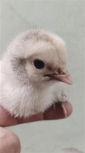 Cute chick chirping on hand #cute #chick #hand #chirping #hen #shorts #viral #entertainment