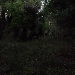 1.8K views · 79 reactions | Hogs don't always wait for optimal filming light. Really early and late is often when you see the most action with hogs. Believe it or not, I used to pass on shots if it wasn't light enough to film. I don't anymore as you can tell. It gets extra dark in those swamps and hammocks too. I stalked in on a couple sows this weekend and one caught a stone tipped cane arrow right in the crease of the shoulder. | HuntPrimitive / Gill's Primitive Archery | Facebook