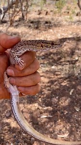 227 reactions · 9 comments | Releasing a rescued Pygmy Desert Monitor (Varanus eremius) in the Pilbara region of Western Australia. #reels #reptiles #herpetology #fauna #instareels #pilbara #australia #desert #westernaustralia #outback #instadaily #instagood #short #wildlife #wildlifeplanet #rescue #nature #insta #lizard #reptilesofinstagram | Mick Fullerton Wildlife | Facebook