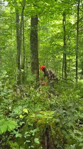 Cable Skidder logging in Vermont #caterpillar #logging #forestry #forestrymachines #husqvarna
