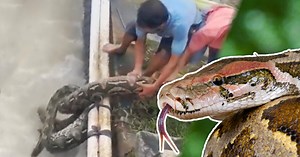 Fast sieben Meter langer Python schwimmt in Kanal