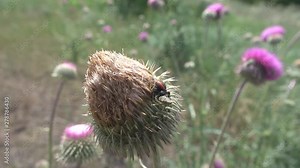 Probably spider of genus Black widow (Latrodectus). This spider killed beetle on flower and carries it to ground, threatening photographer with red paws. Poisonous spiders with strong neurotoxic venom