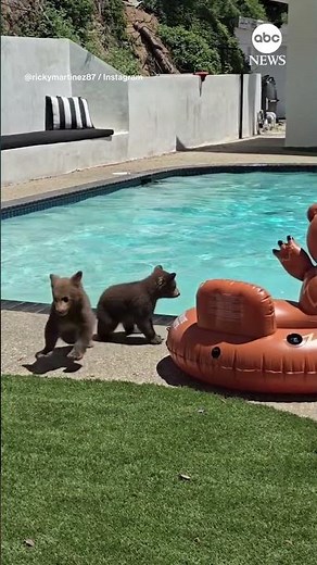 Mama bear and cubs take a swim in California pool