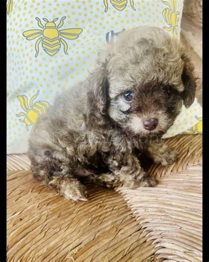 Little Jack – An Adorable Toy Poodle Puppy for Sale! ❤️