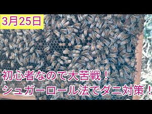 シュガーロール法(粉砂糖法)で西洋蜜蜂ダニ対策！