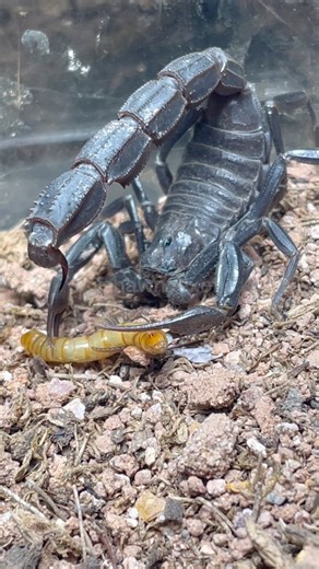 Ebony Fat Tail Scorpion (Androctonus gonneti) | Shawn’s Exotics