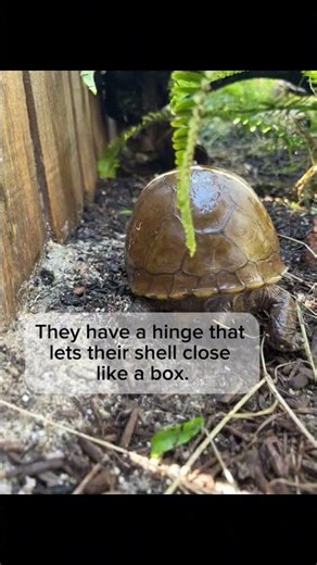 Meet the Three-Toed Box Turtle (Tiny but Tough) #BoxTurtle #ReptileLife #WildlifeLovers #NatureTok