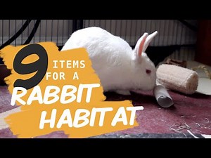 9 Items for a Rabbit Home Sweet Home Habitat