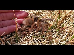 6 months since being stung by tarantula hawk wasp