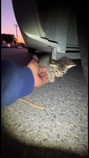 I Found This Kitten Crying Under a Car 🐱🥺🚗 #shorts