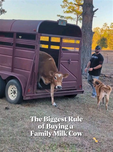 Trusting a Farm: Buying a Milk Cow