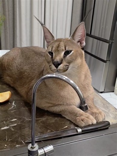 Floppa Harley & Caracal Katana #bigfloppa #floppa #caracal #catsoftiktok