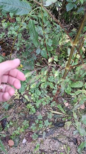Blasted himalayan balsam