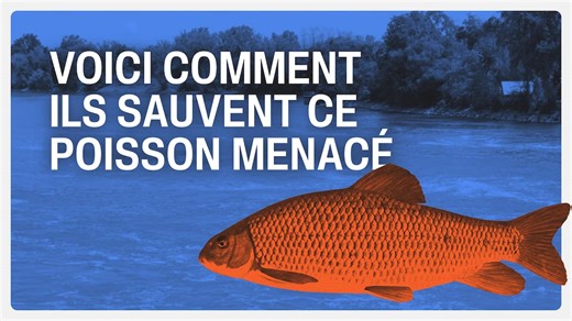 On a passé une journée avec des scientifiques qui sauvent une espèce de poisson unique du Québec