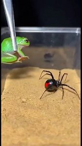 1.5M views · 3.1K reactions | A Deadly Miscalculation A small, hungry...