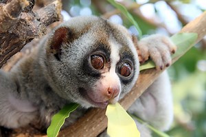 A gentle but poisonous primate: The slow loris faces a struggle for survival