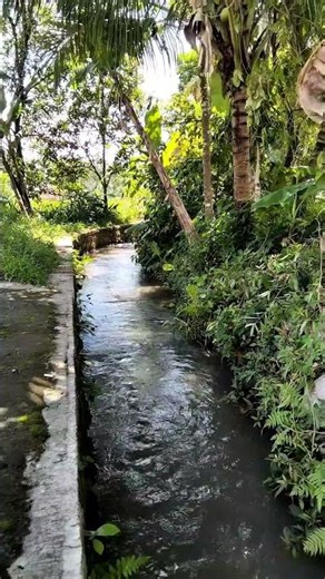 water flowing in a small rural river (9) #ShortAsmr