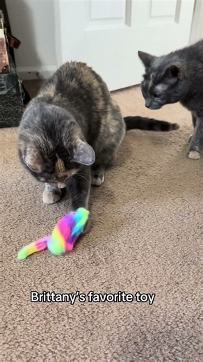 Brittany The Foster Kitten Loves Her Mouse Toy