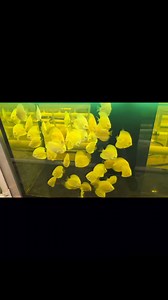 Black bottom, black rear weirs and zero black spots....why you may ask. All are albinos. They never get any peppering. | Jack Wattley Discus