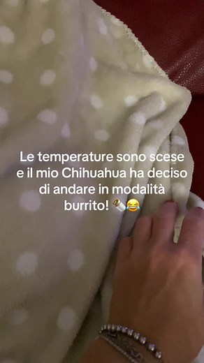 #chihuahua #chihuahuastiktok #chihuahuas #chihuahuafanclub #chihuahuasoftiktok