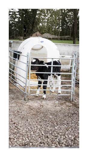 Mechabytes on Instagram: "Easiest Way to Set Up a Home for Calves 🎥: @topcalfhousing . . . . . . . . . . [portable calf house, calf hutch, livestock shelter, farming innovation, agricultural tech, easy installation, mobile calf pen, calf management, farm equipment, animal husbandry, veterinary care, dairy farming, cattle farming, flexible farming, new farm equipment, agritech, animal housing]"