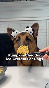 🍦 Comment “ICE CREAM” if you want a printable recipe and nutritional info on this homemade pumpkin cheddar doggie ice cream! Ingredients: 🐐 1 can @meyenberggoatmilk evaporated goat milk 💧 1 can of water 🧀 1/2 cup Cottage cheese 🧀 4 tbsp Sharp cheddar cheese 🍳 4 Egg yolks 🎃 1/2 cup pumpkin puree or 6 tbsp @nativepet pumpkin powder water 🍯 Raw local honey (Avoid feeding honey to dogs under 1 year of age and diabetic dogs) How to make dog ice cream? 1. Beat the egg yolks until they are ligh