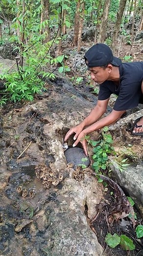 Wow, there are so many baby animals | Oji TV