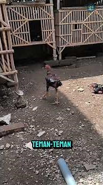 Pakhoy Chickens Love to Sunbathe in Their Coops! Keep Them Healthy and Active!