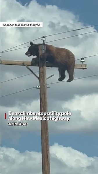 Insane video shows hulking bear perched atop utility pole in New Mexico’ #shorts