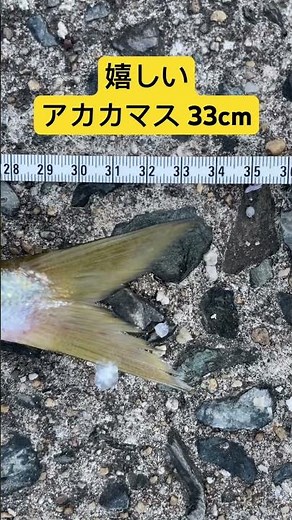 アカカマス（本カマス）とヤマトカマスの見分け方。 #fishing