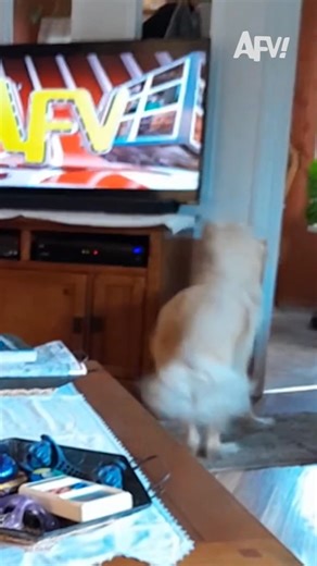 His dream came true! Tune-in to back-to-back episodes of America's Funniest Home Videos tonight with your four-legged fan! Starting at 7/6c on ABC. | Alfonso Ribeiro