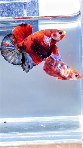 Red Koi Galaxy – Successful Breeding Pair 💞Made To Rule The Tank 🐟DM for details 📩