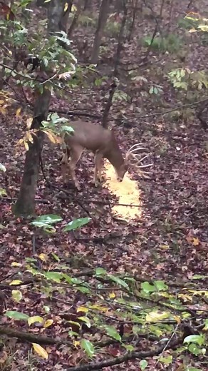 Deer Down! Buck Fever Memes Compilation November 2021