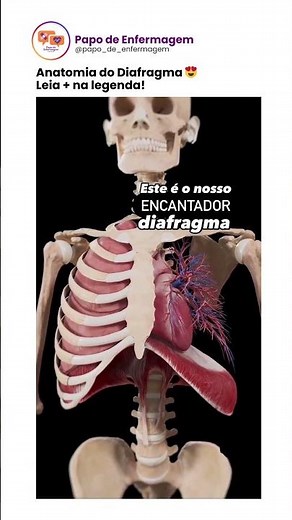 Anatomia do Diafragma