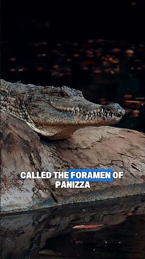 The Terrifying Secret Inside a Crocodile's Heart #crocodile #wildlife