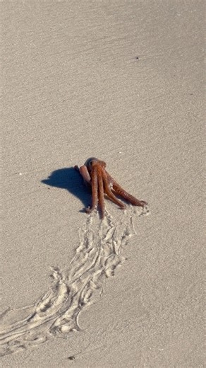 602K views · 11K reactions | Rare sighting of an octopus on Perdido Key on December 19. I stayed nearby for a while to make sure he did not wash back up. While I am sure it was stressful for him, it was still incredible to see an octopus up close. I hope he is doing okay. Do not worry, friends and animal lovers. He made it back home into the Gulf♥️ | All Things Emerald Coast | Facebook