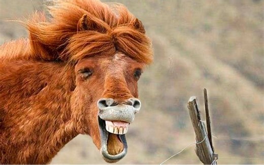 动物搞笑视频集锦 | 宠物、家禽、野生动物