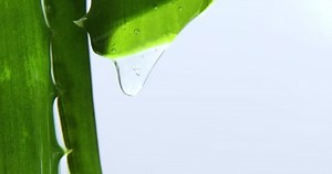 Alora Vera Leaf Juice Gel Drips Stock Footage Video (100% Royalty-free) 1089184481 | Shutterstock