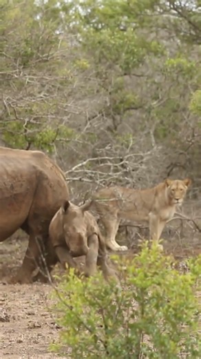 Rhino Life | A pride of lions attacks a baby hippo!