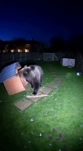 Irish Wolfhound rescues from unexpected guest😮 #animals #rescue #shorts