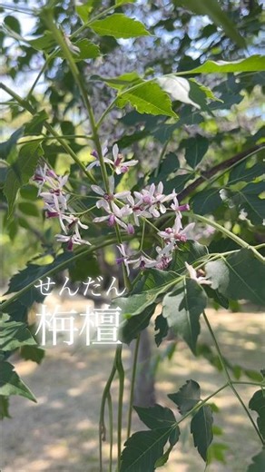 栴檀 センダン