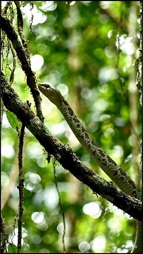 AMAZON RAINFOREST #nature#snake