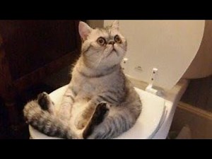 Try not to laugh 2023! [ Funny animals ]